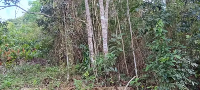 Terreno Itamari - Bahia