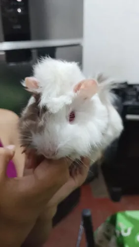 VENDO PORQUINHO DA ÍNDIA MACHO RAÇA ABSINTO
