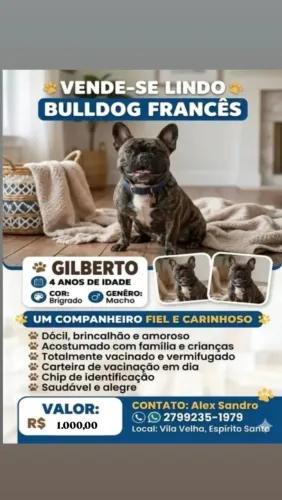 Vende-se cachorro bulldog francês