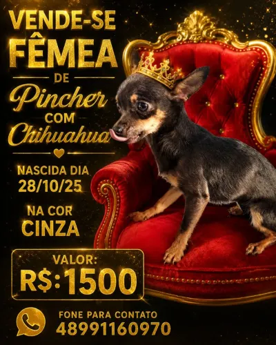 Fêmea de Pincher com chihuahua