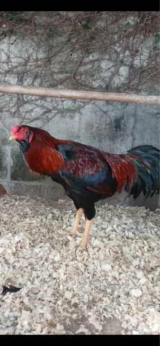Galo inglês