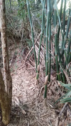 Urgente terreno 400mq com árvores frutíferas e riacho