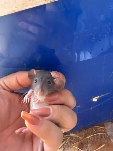 Twister Dumbo