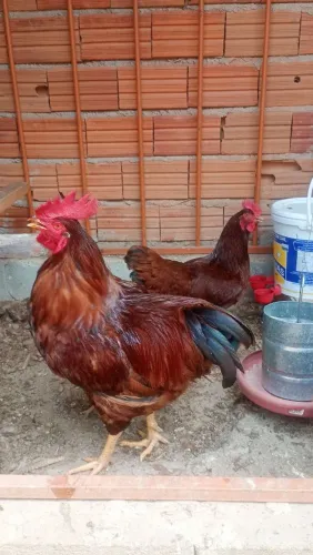 Galo Rhode Island red 