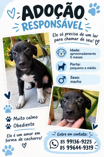 Cachorro para adoção