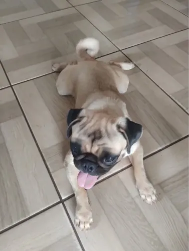 Pug macho 1ano e meio
