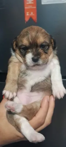 filhote pinscher com shitzu fêmea 