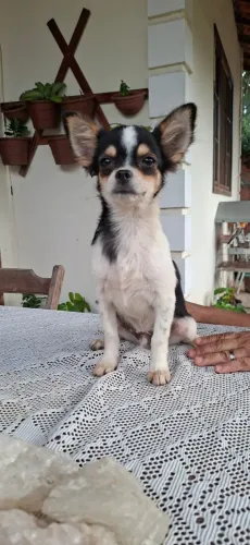 Chihuahua Pelo Longo, Macho, 6 meses