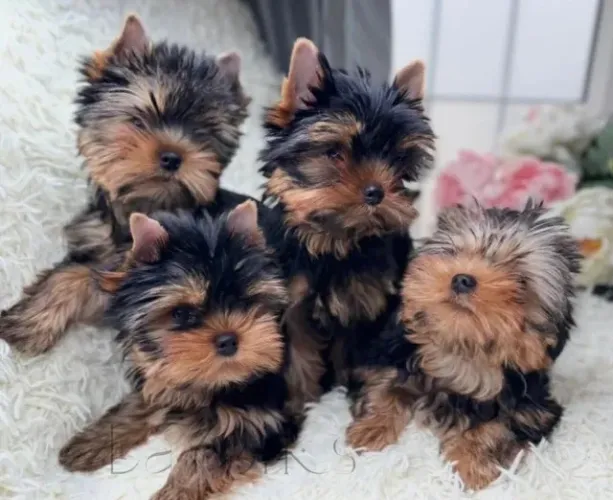 Cachorro filhote yorkshire com temperamento dócil e brincalhão