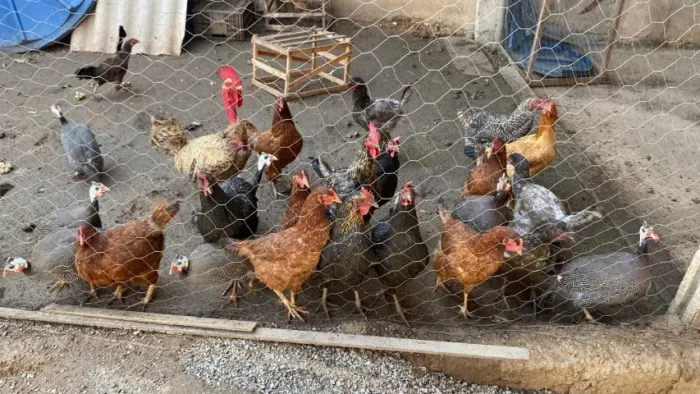 VENDO GALINHAS
