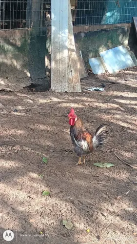 Galo garnizé e índio gigante