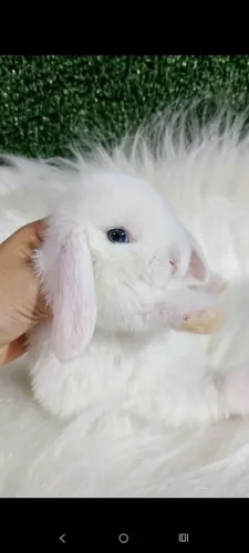 Mini Lop uruguaio Bew olhos azuis