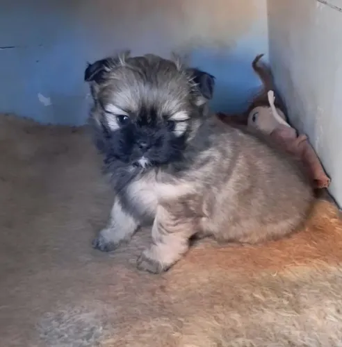 Shitsu machinho disponível 850$