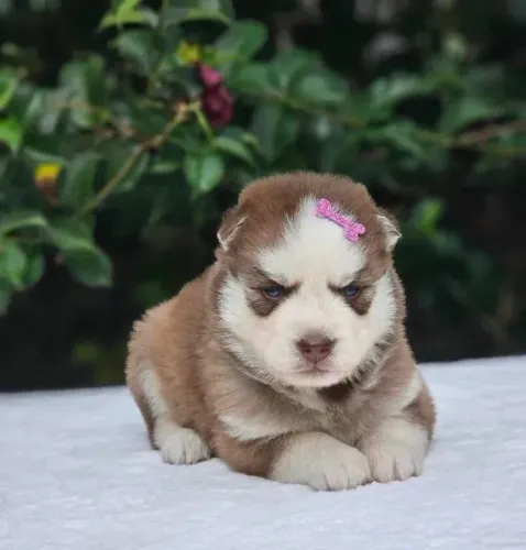 Husky siberiano O charme que sua casa estava esperando