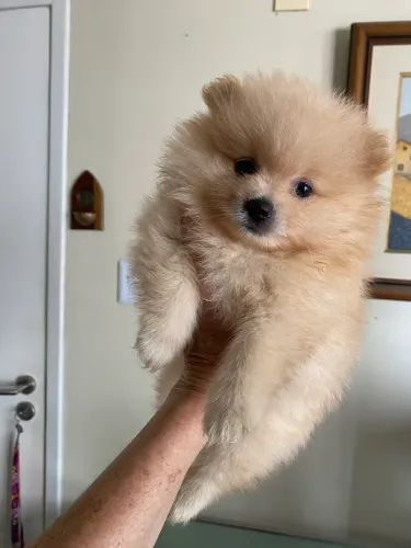 Cachorro 