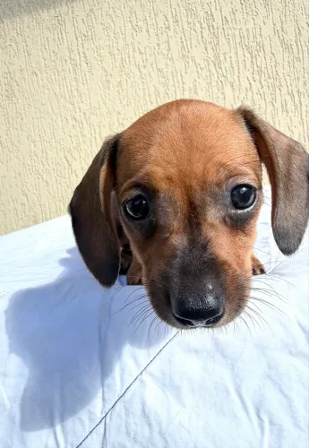 Dachshund Machos Anão Kaninchen Caramelo Pinhão ( Pedigree )