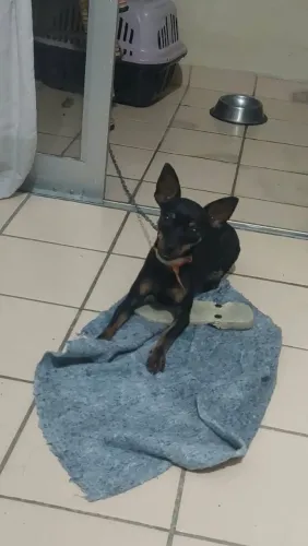 Vendo um Pincher
