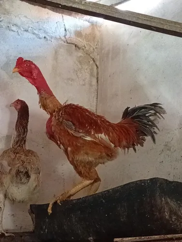 Galo caipira