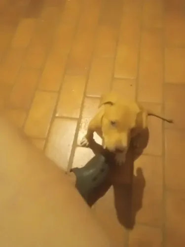 Doa se filhotinhos de pit bu 2 mese