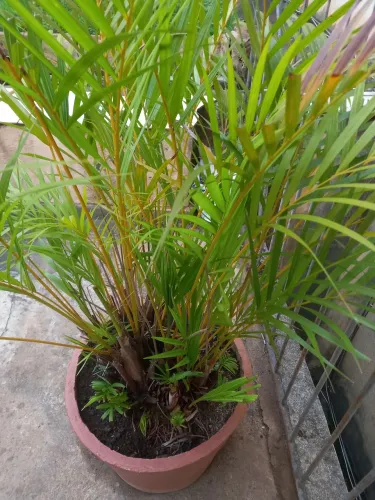Vaso com palmeira areca,40x40