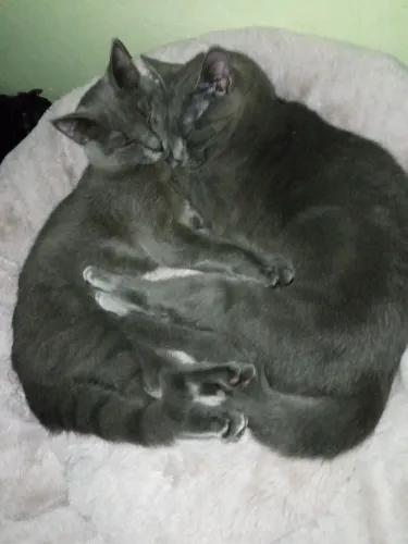 Gatinhas pra adoção