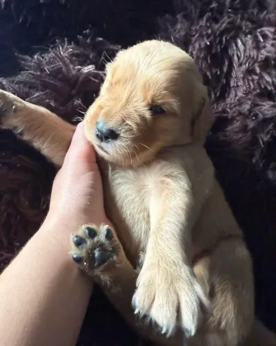GOLDEN DOAÇÃO