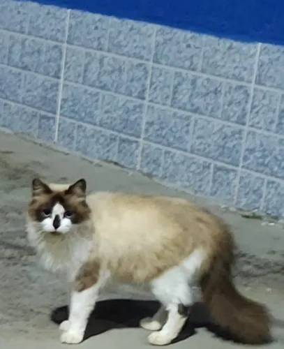 Doa-se esse lindo casal Castrado de gatos de Raça