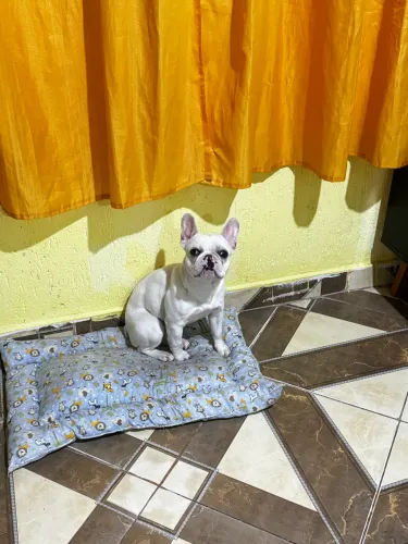 Bulldog Fêmea 