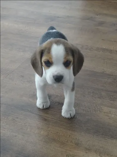 Filhotes de Beagle | Um pet que faz sorrir todos os dias.