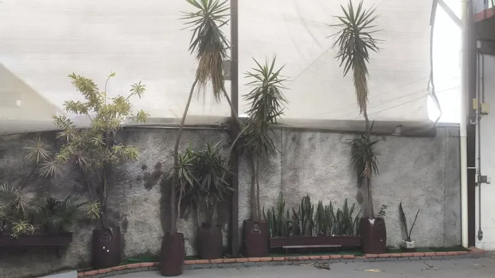 Palmeiras yuca adulta +-4m e dracaena em baldes