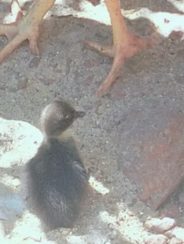 Vendo pintinhos é pato