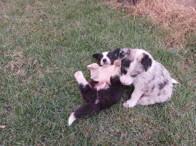 Border collie filhotes