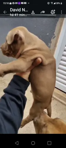 Pit Bull macho 