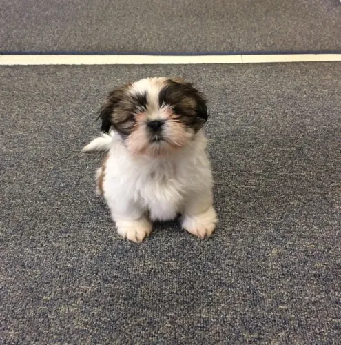 Lhasa Apso lindo demais 
