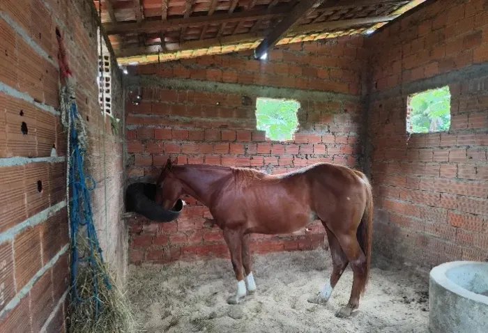 Cavalo QM Puro