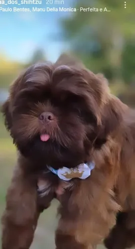 Shih-tzu puro 