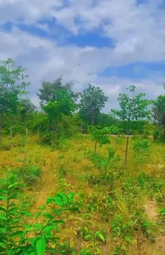 Terreno em Marudá