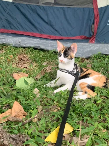 Doa-se gata fêmea 