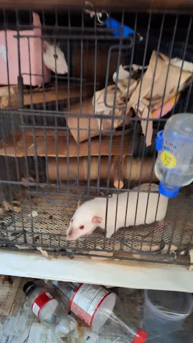 Rato twister