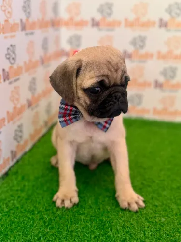 Pug Macho 