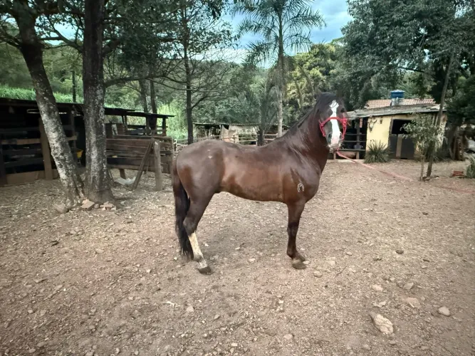 Mangalarga marchador disponível para venda