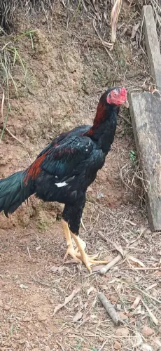 1 Frango Índio Gigante e 2 Galinhas Índias