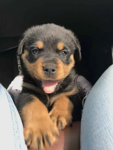 Filhote rottweiler, Um novo amiguinho pronto para fazer parte da sua vida!