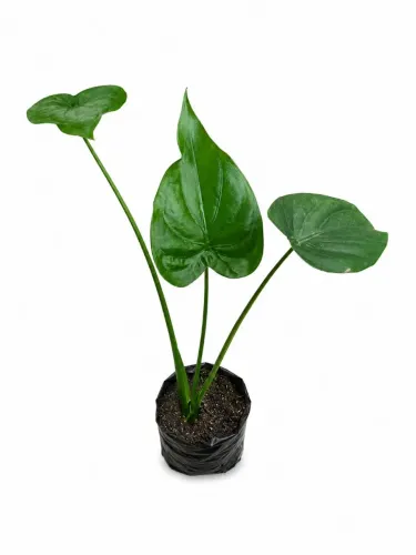 Muda de alocasis cucullata 50cm