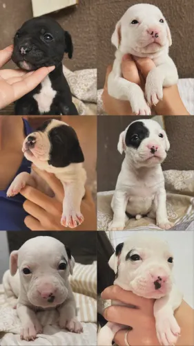 Vende-se filhotes de pitbull