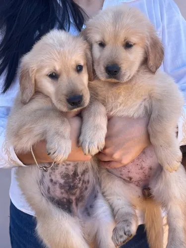 Golden retriever