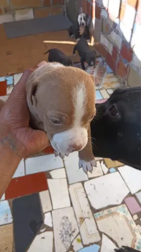Pitbul American Bully