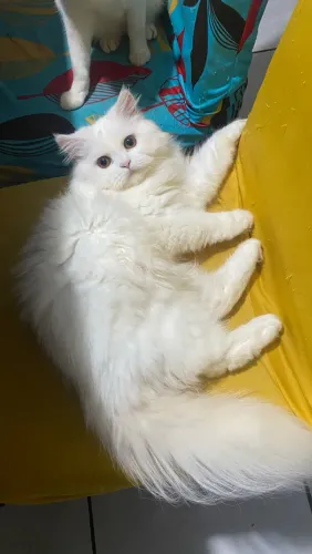 Gata persa procura namorado