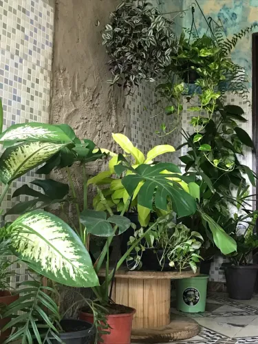 Plantas de varios tipos