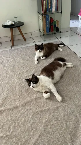 Doação gatas castradas